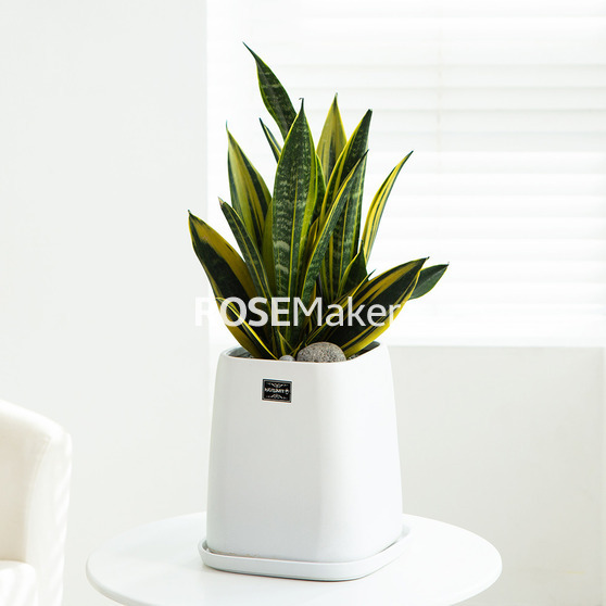 산세베리아 60k